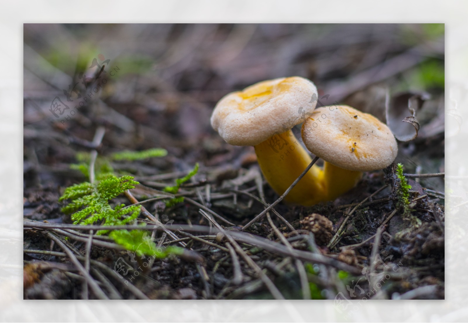 蘑菇食材松菌菌类