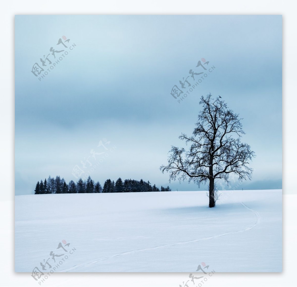 雪中孤木