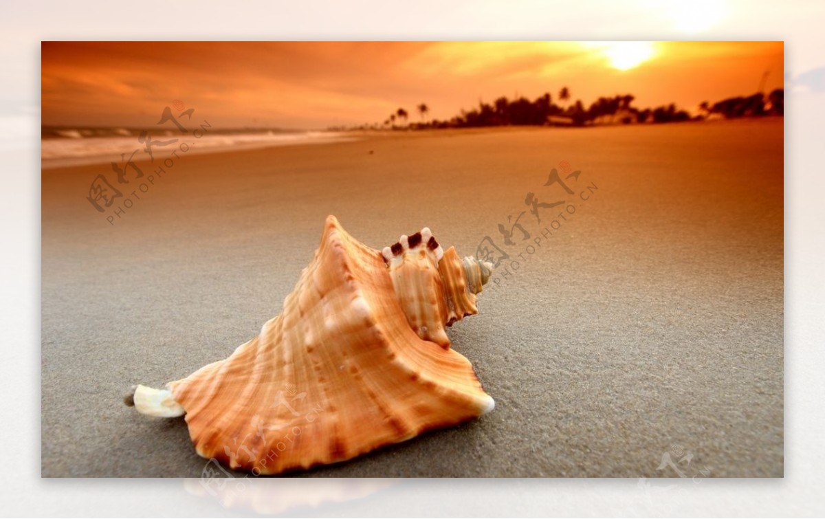 夕阳沙滩上的海螺
