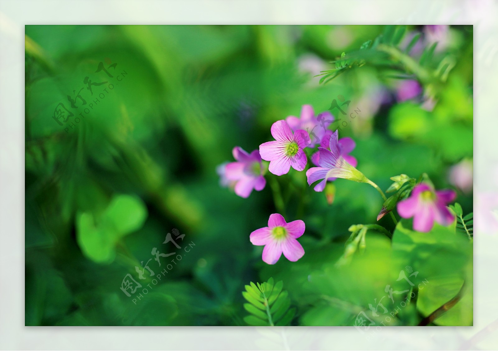 小暑之绿色的喇叭花花卉