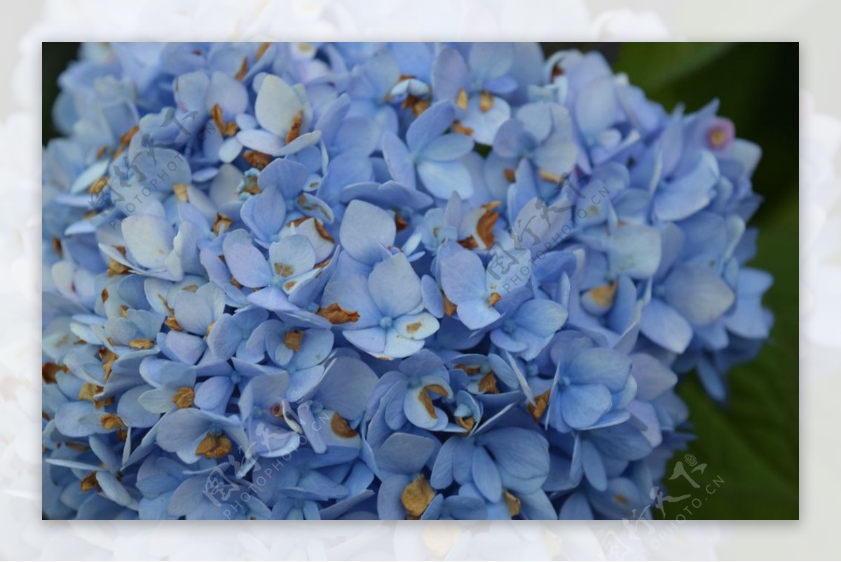 绣球花八仙花清新