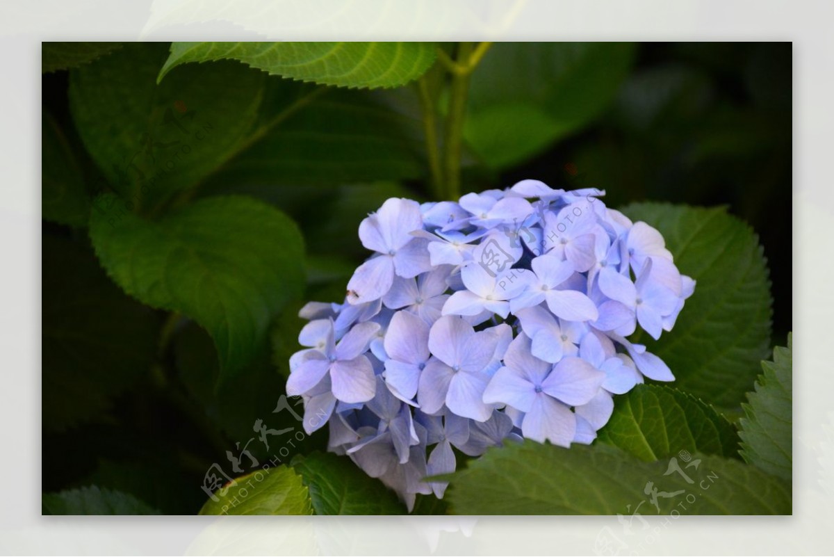 绣球花八仙花清新