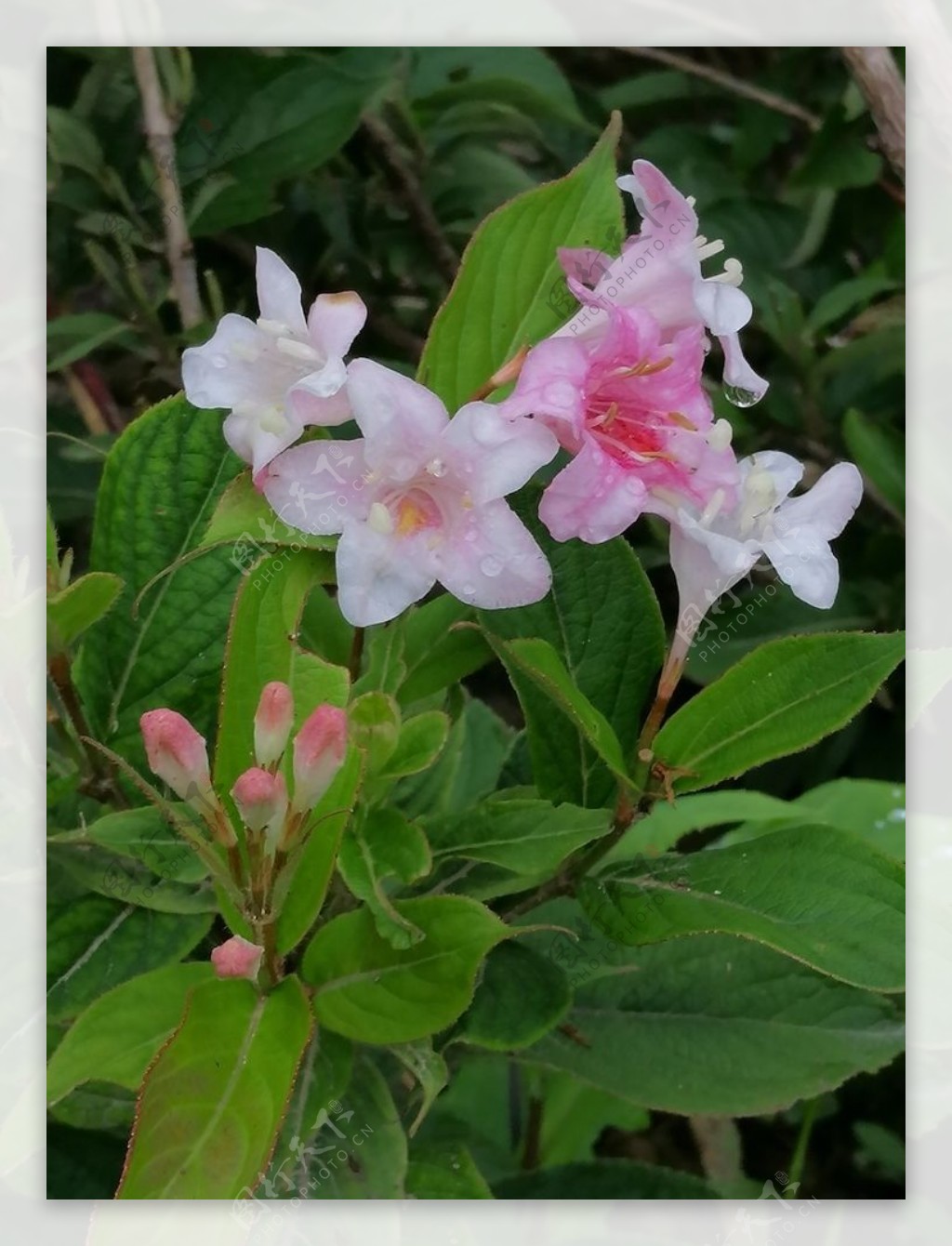 雨后的花