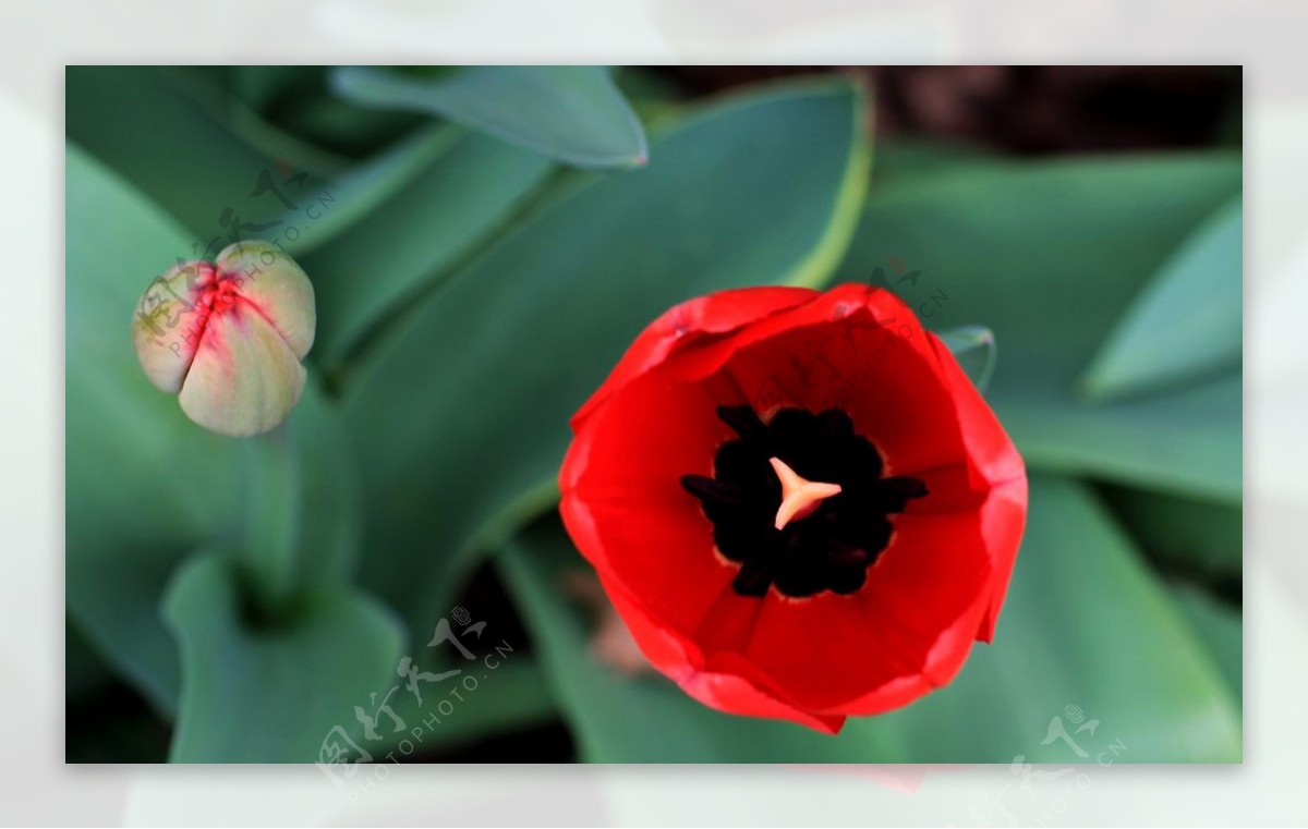 郁金香花