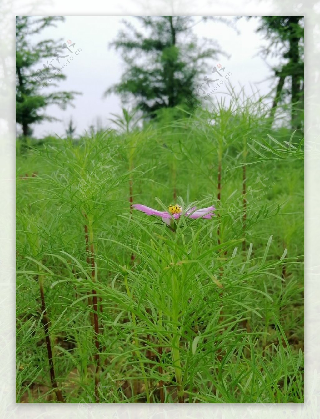 格桑花