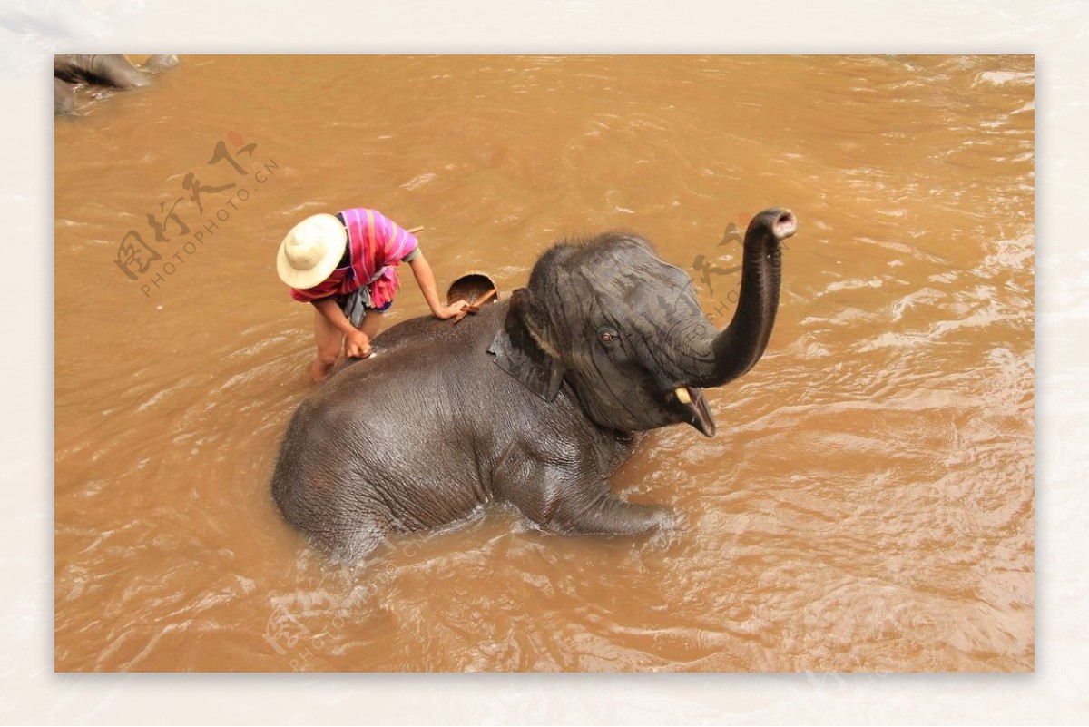 老挝旅游大象洗澡