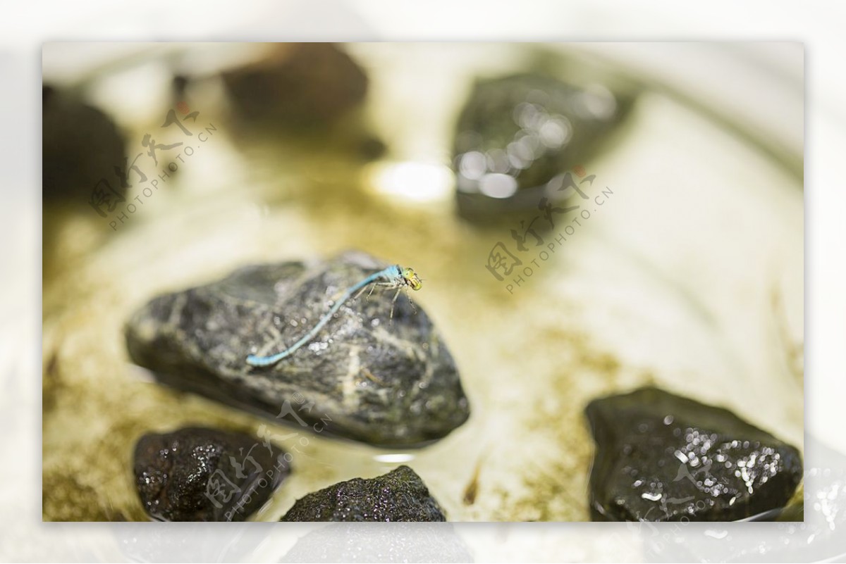 蓝蜻蜓与石头