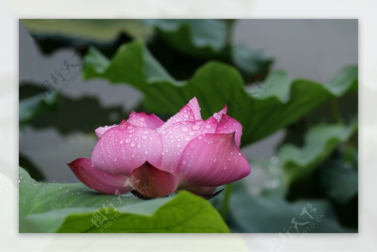 雨荷