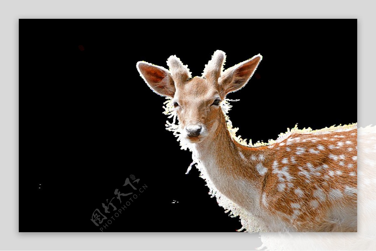 Wallpaper : deer, horn, small, grass 5616x3744 - CoolWallpapers ...