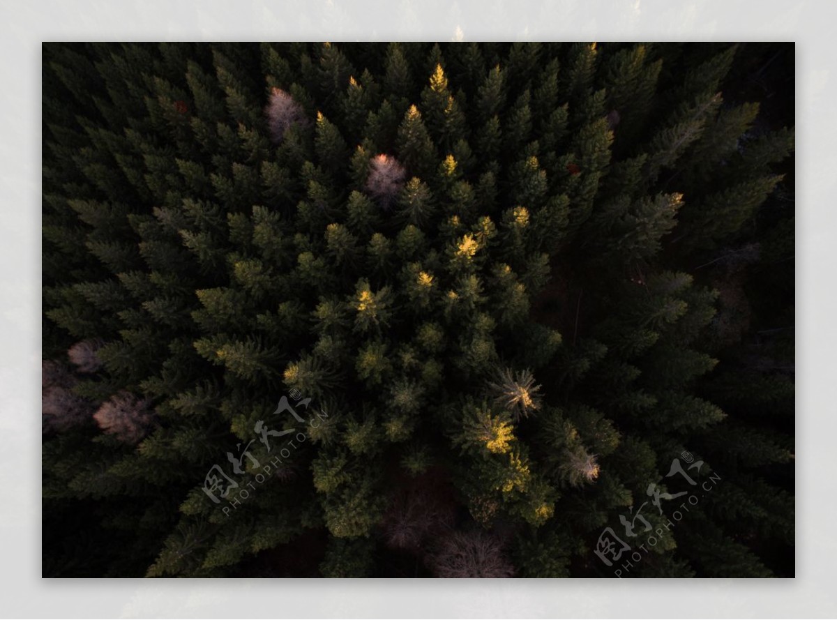 森林航拍树木俯瞰