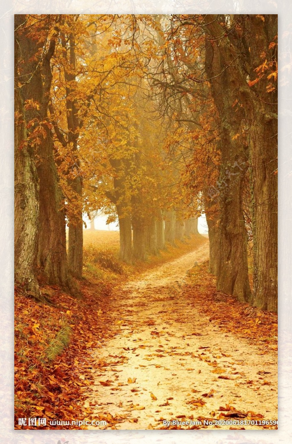 秋天的林间小道