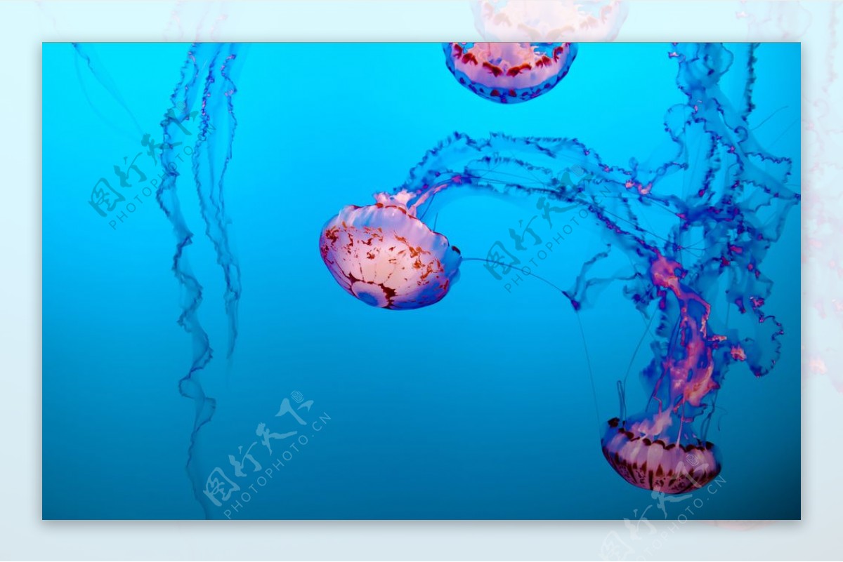 水母海洋生物