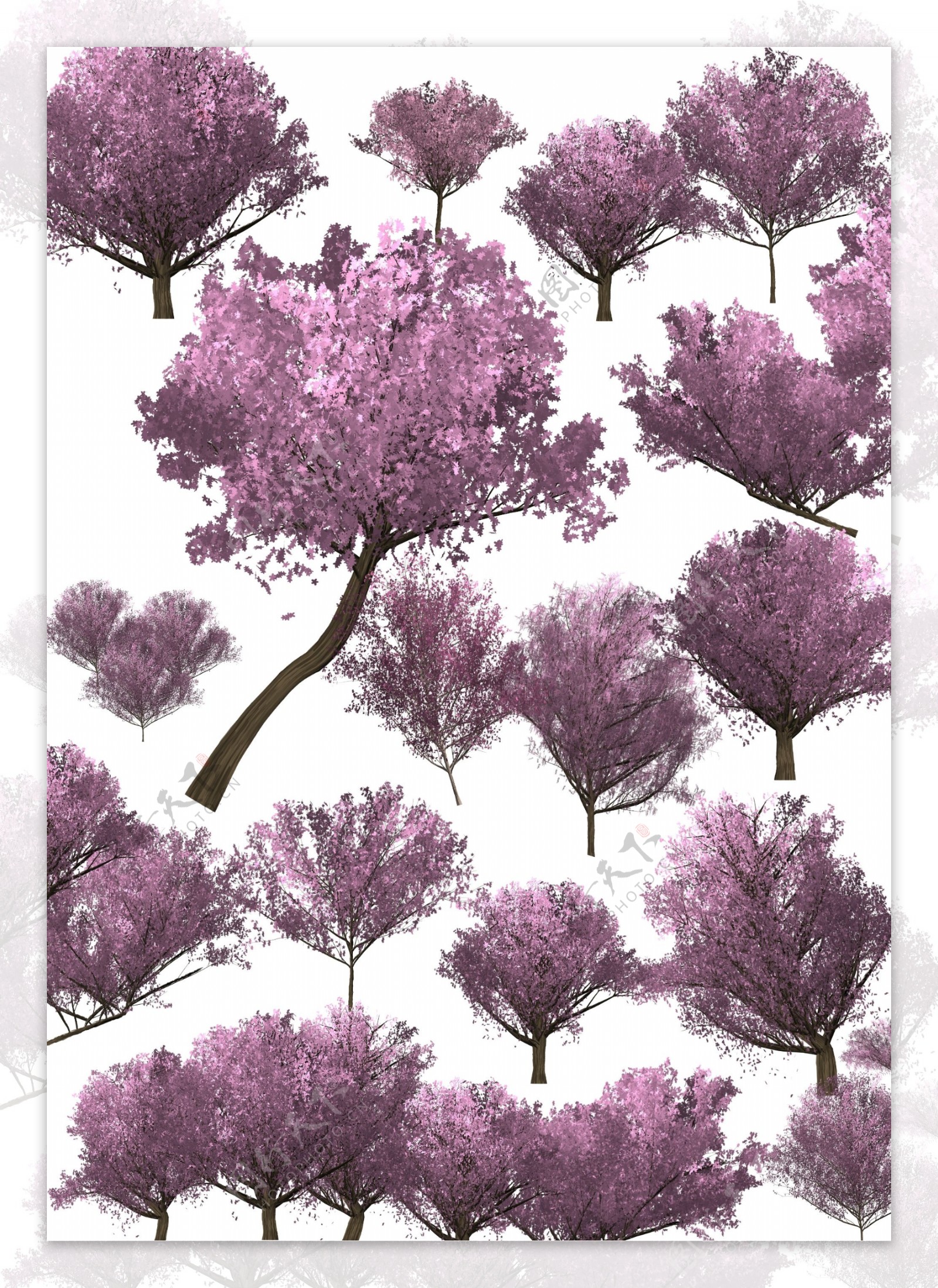 樱花树植物樱花景观素材