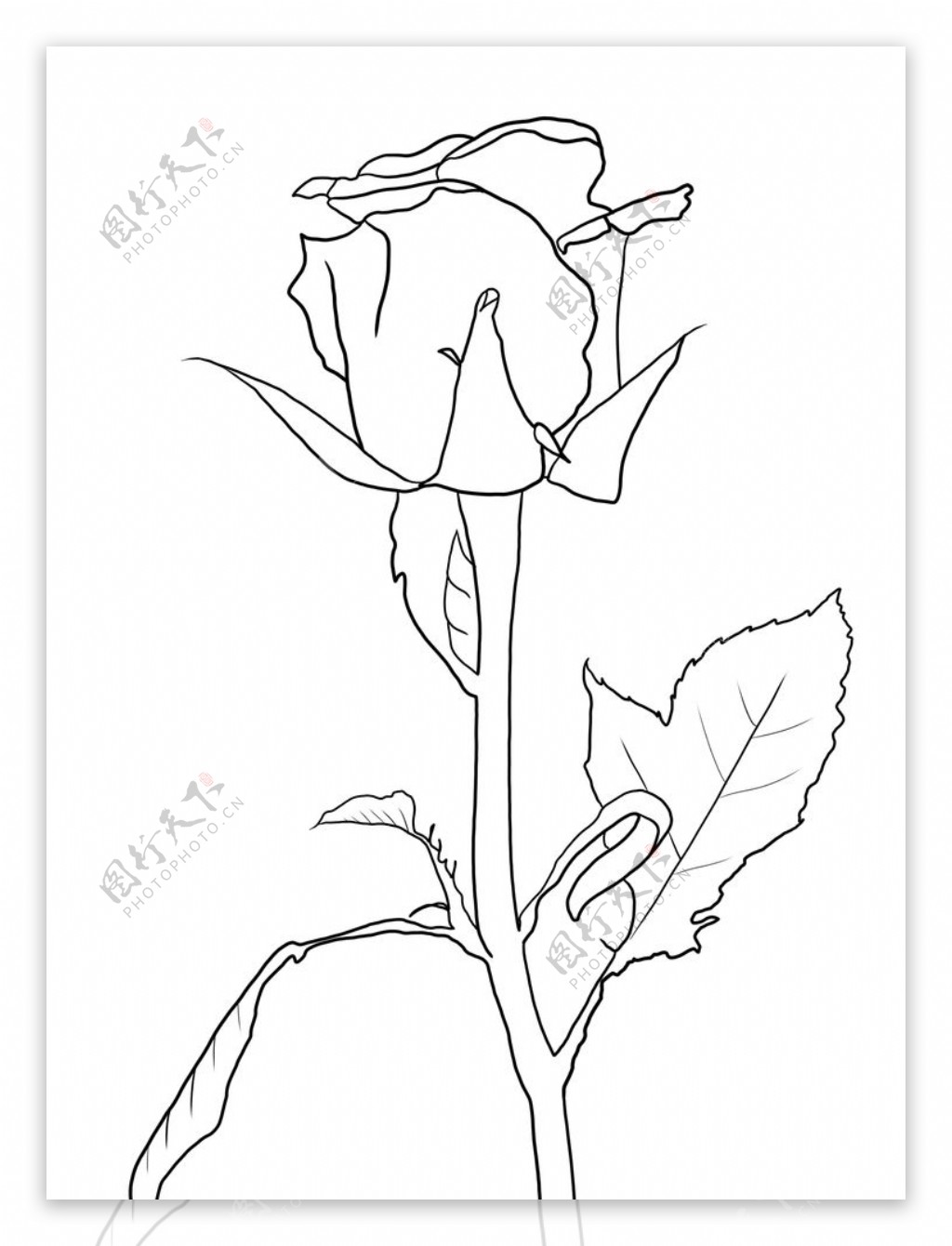 玫瑰花图片素材-编号16580867-图行天下