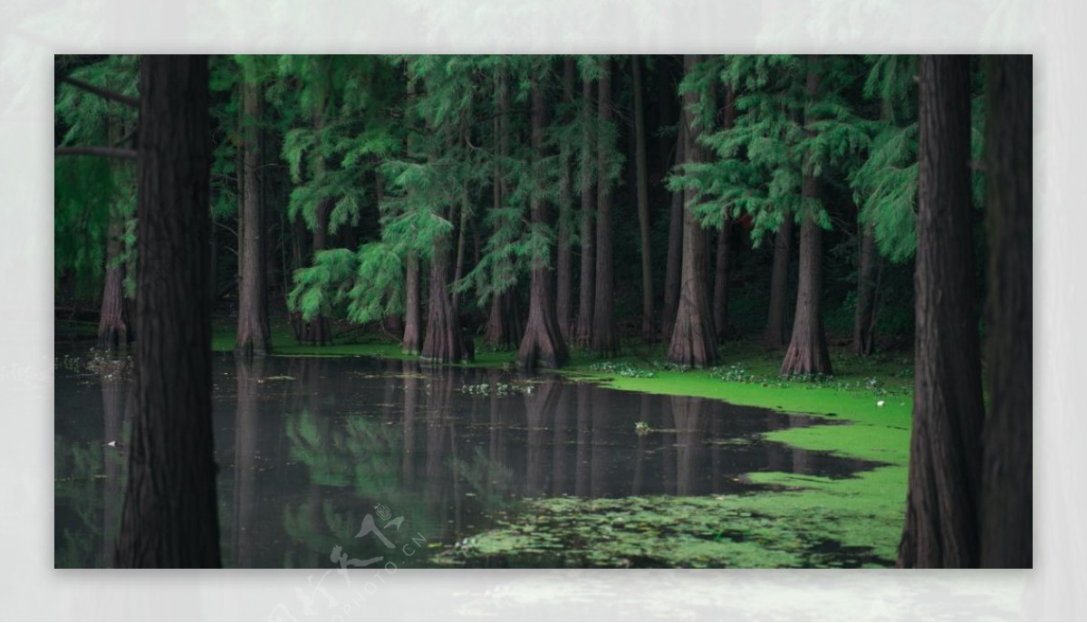 森林树木湖水植物背景