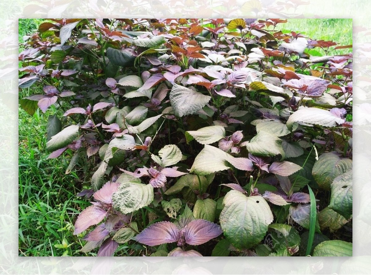 紫苏-中国蔬菜作物-图片