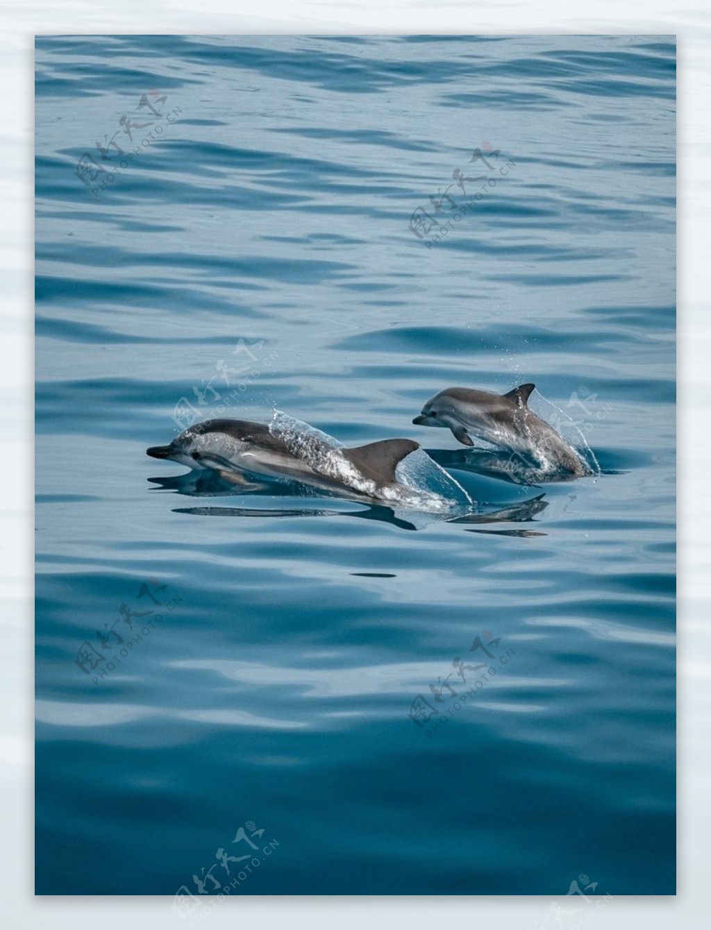 海洋波浪海豚自然生态背景素材