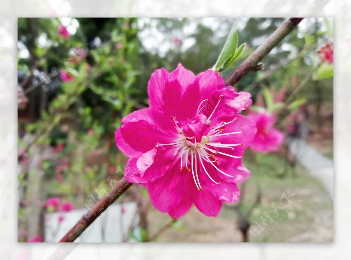 桃花开