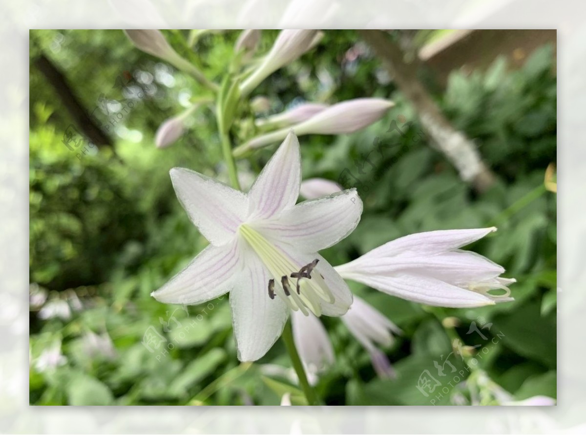 白萼花