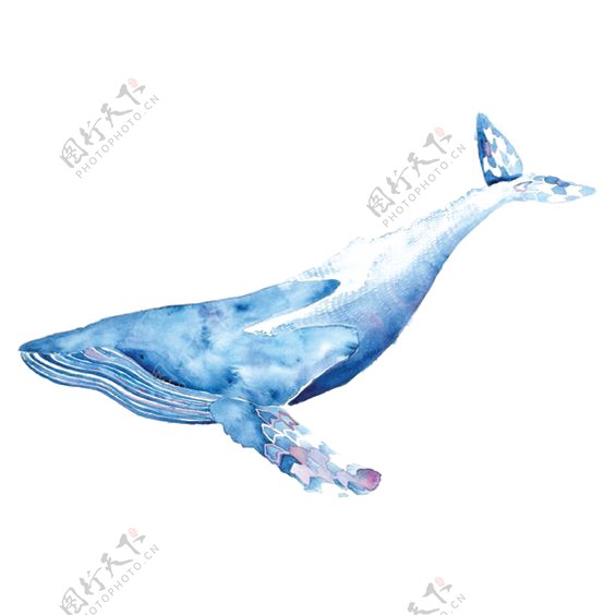 水彩鲸鱼素材