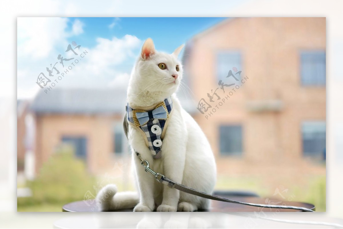 白色猫端坐在桌子上乡村背景
