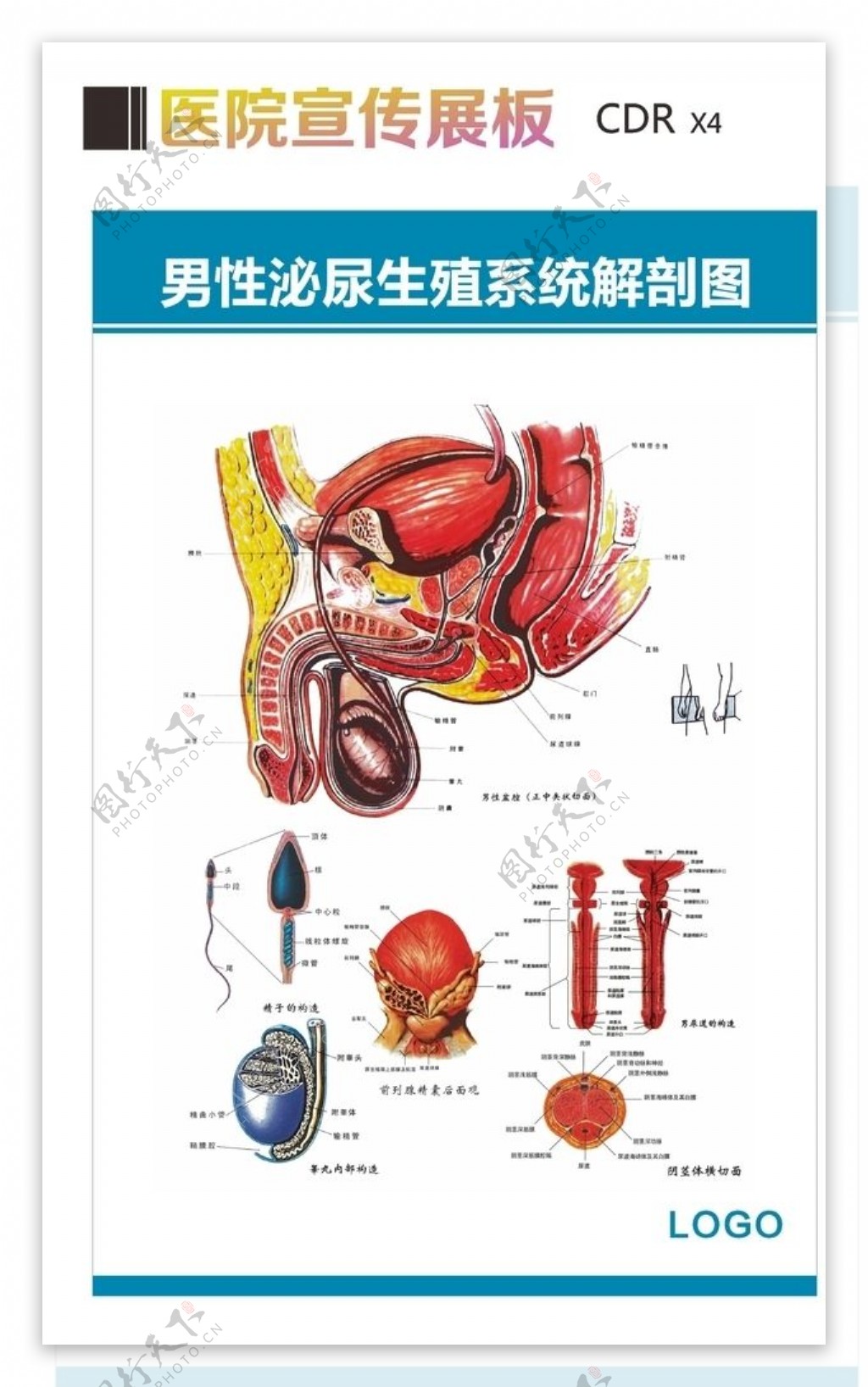 泌尿生殖系统解剖图