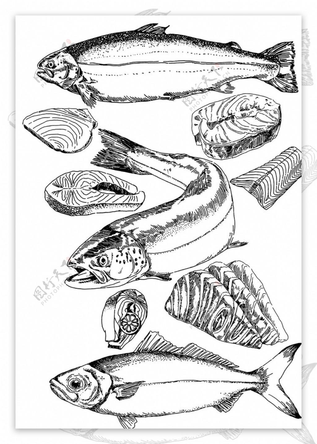 三文鱼食材海鲜刺身图片