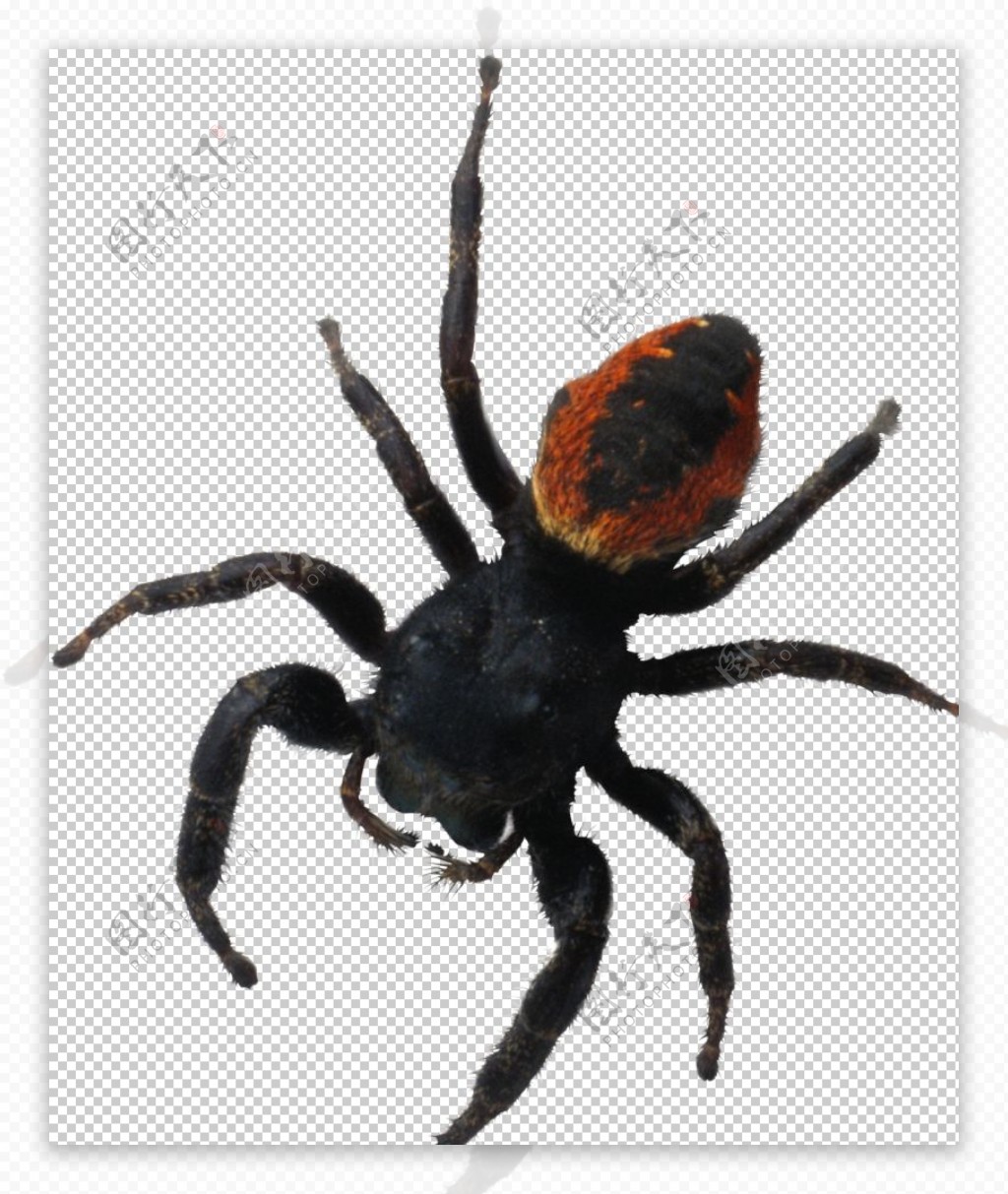 黑色昆虫蜘蛛