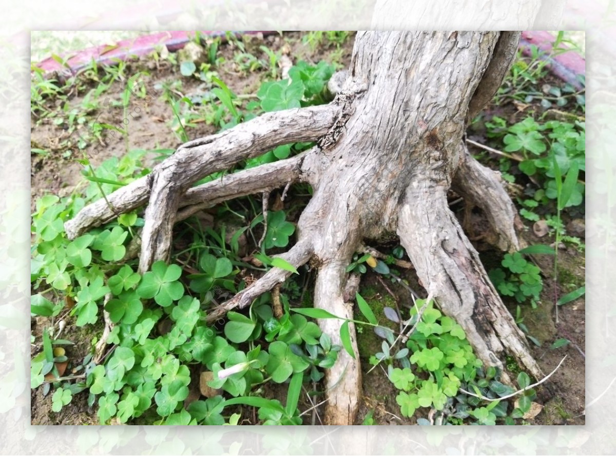 植树节春季树根树木图片素材免费下载 - 觅知网