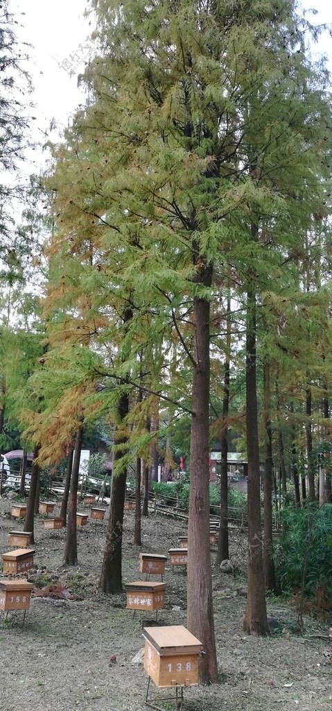 杉树林养蜂场