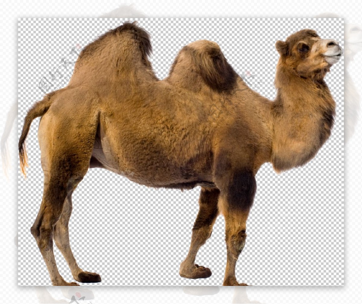 动物骆驼