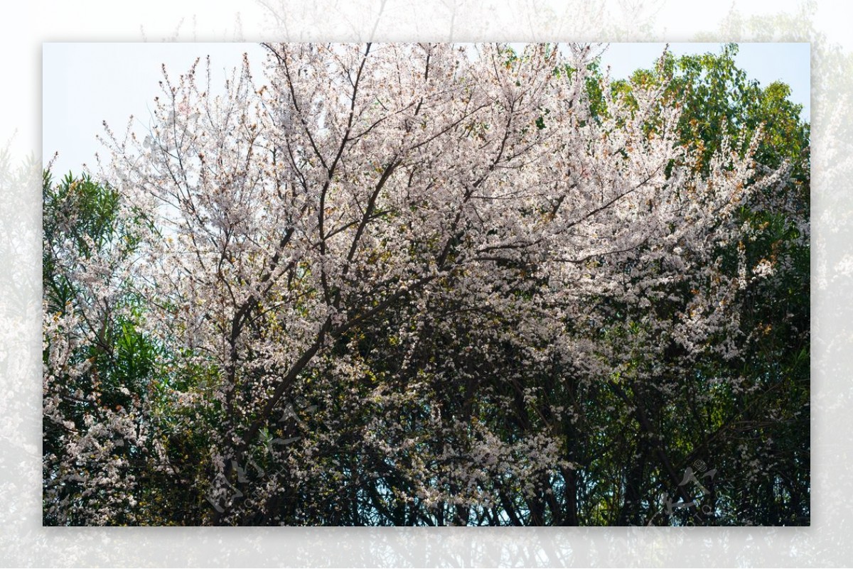 春天盛开的红叶李花图片