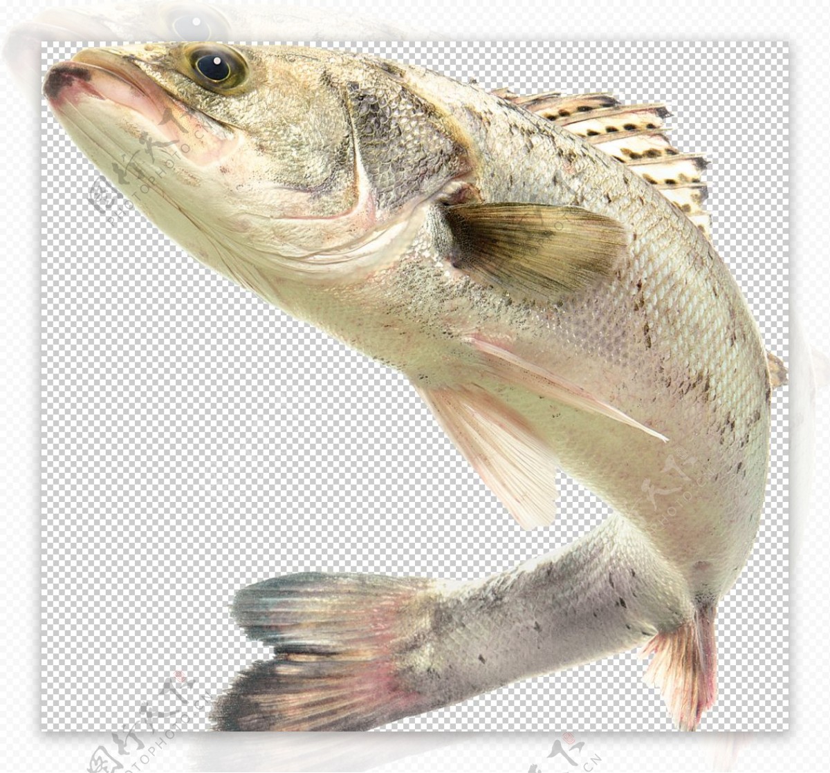 海洋鱼类图谱图片