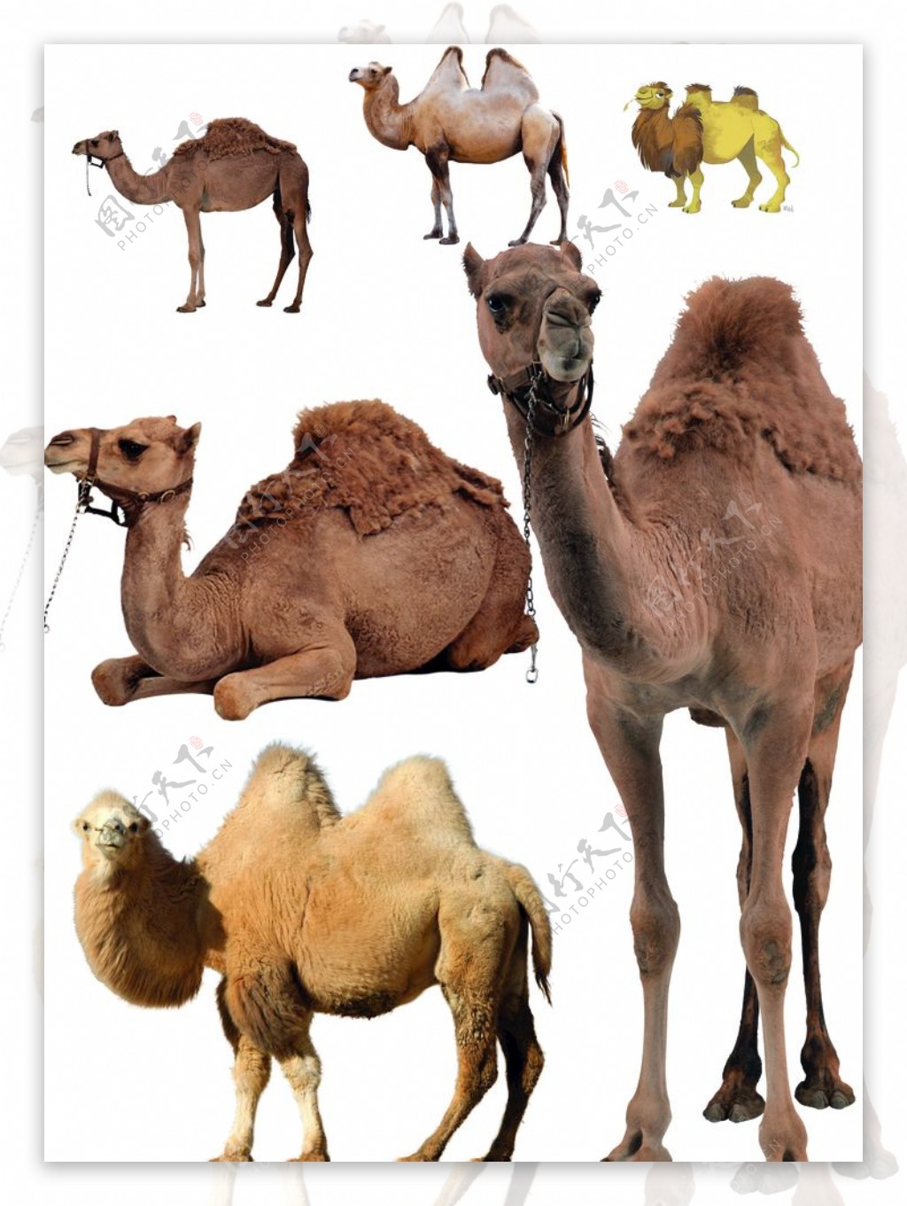 骆驼图片