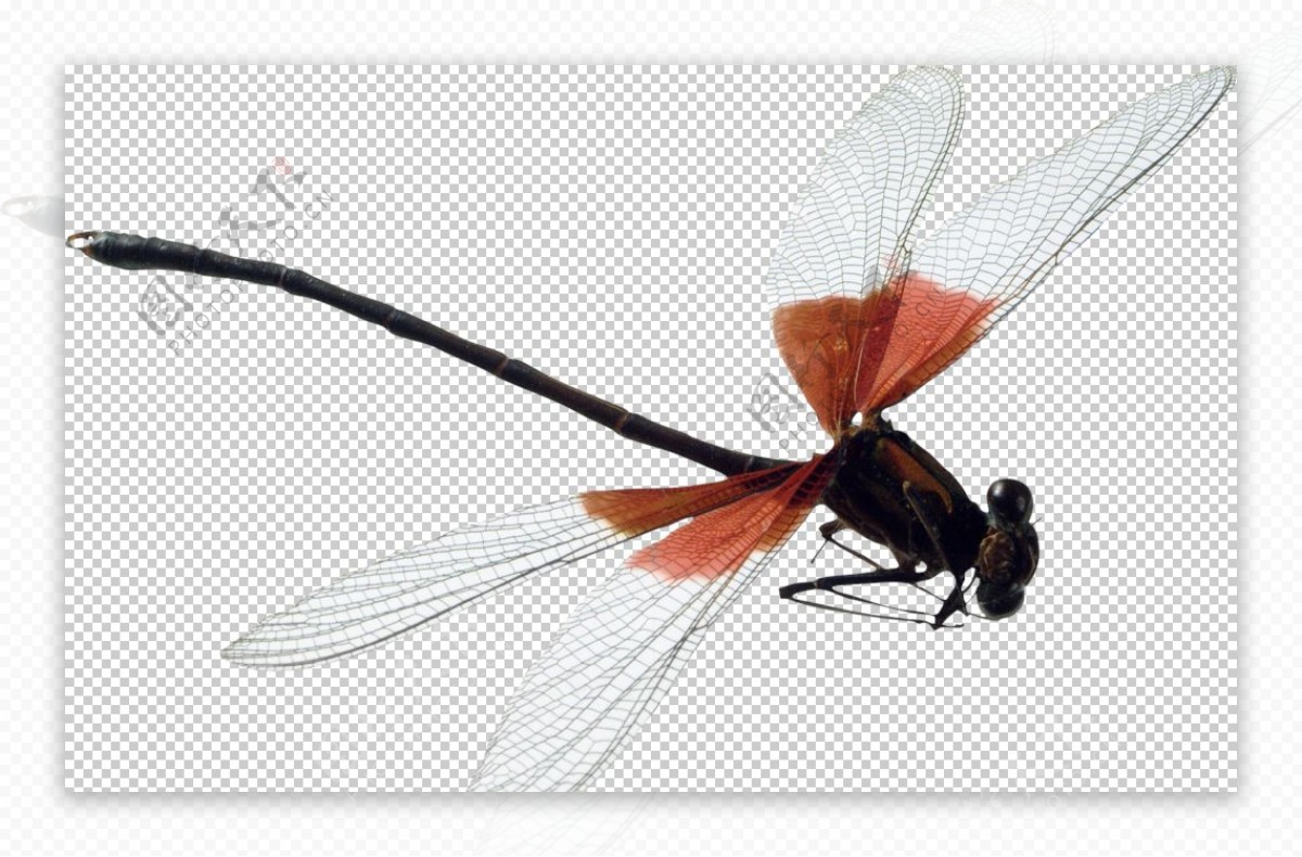 自然昆虫蜻蜓图片