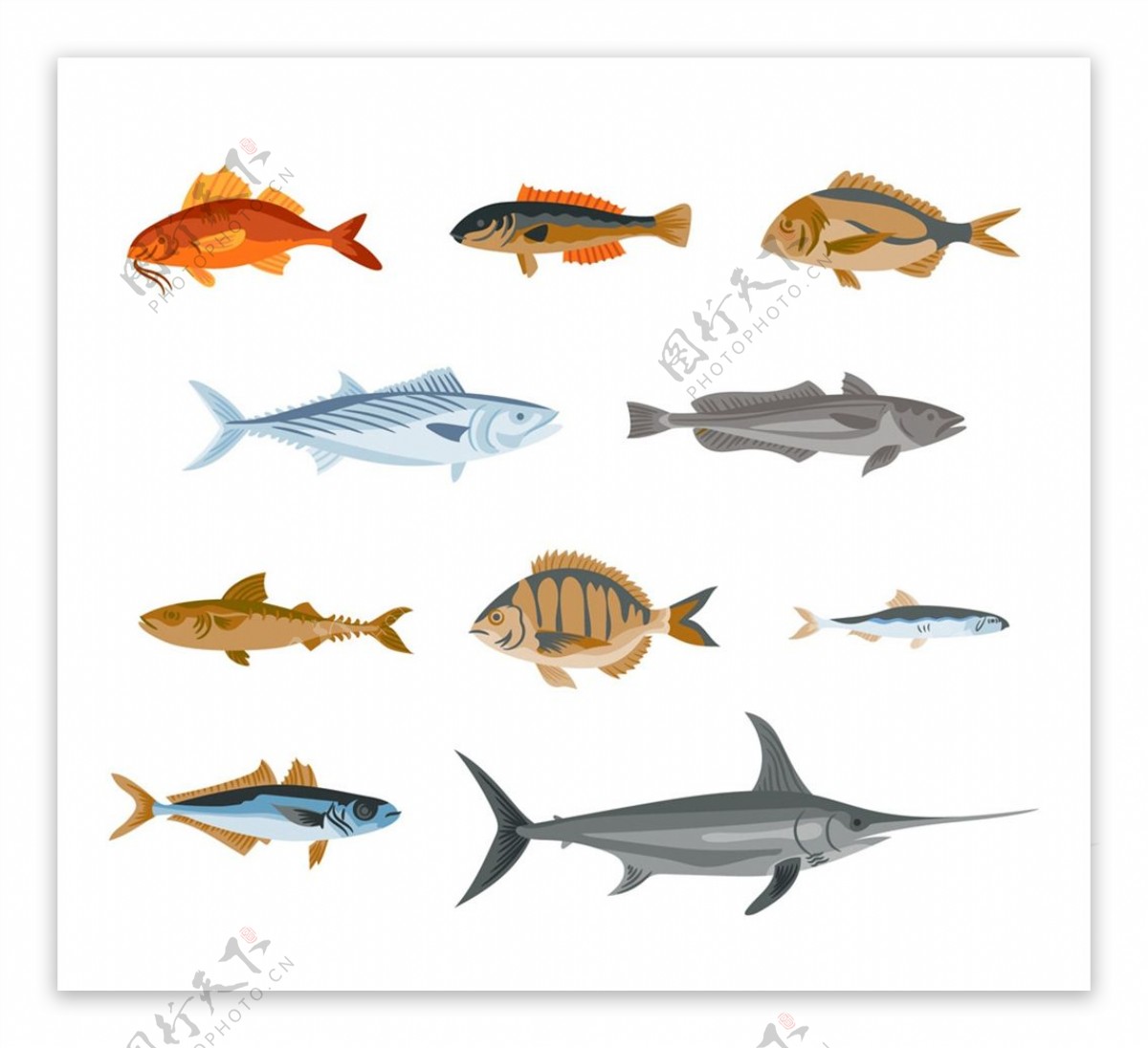 彩绘逼真鱼类图片