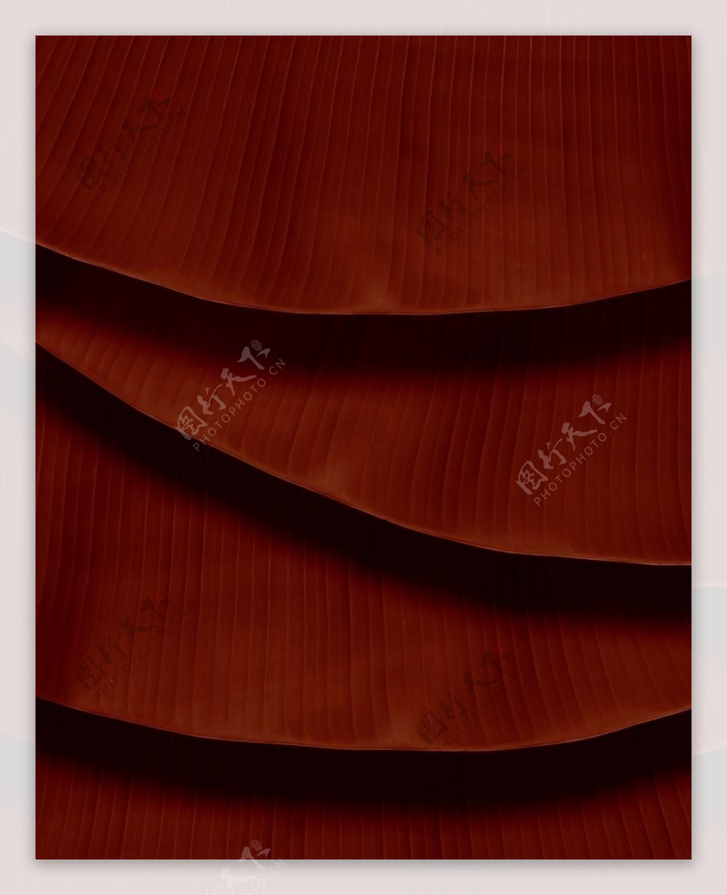 红色树叶纹理背景素材图片