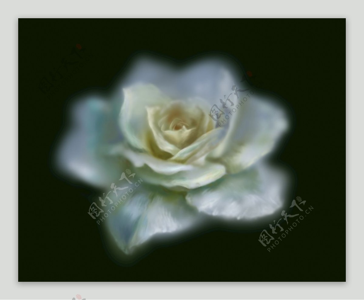 白玫瑰免抠油画手绘写实唯美朦胧图片