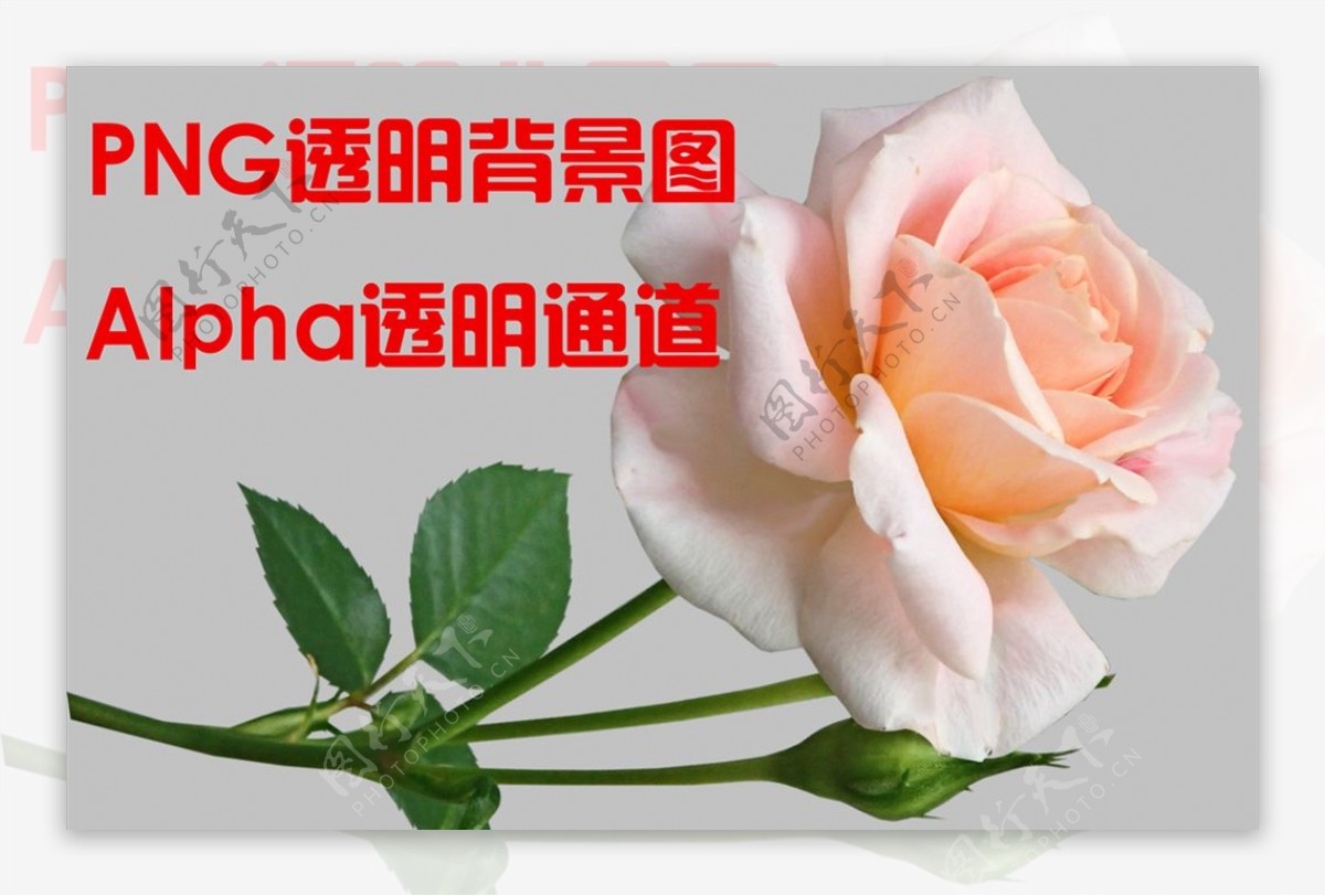 玫瑰花图片