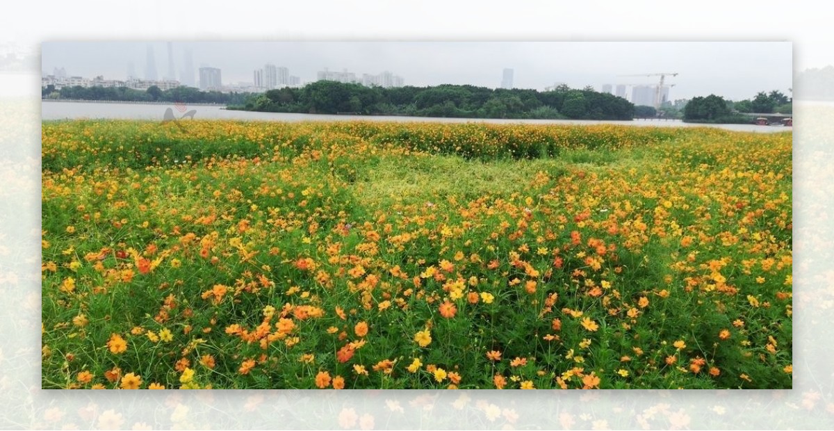 菊花风景图片