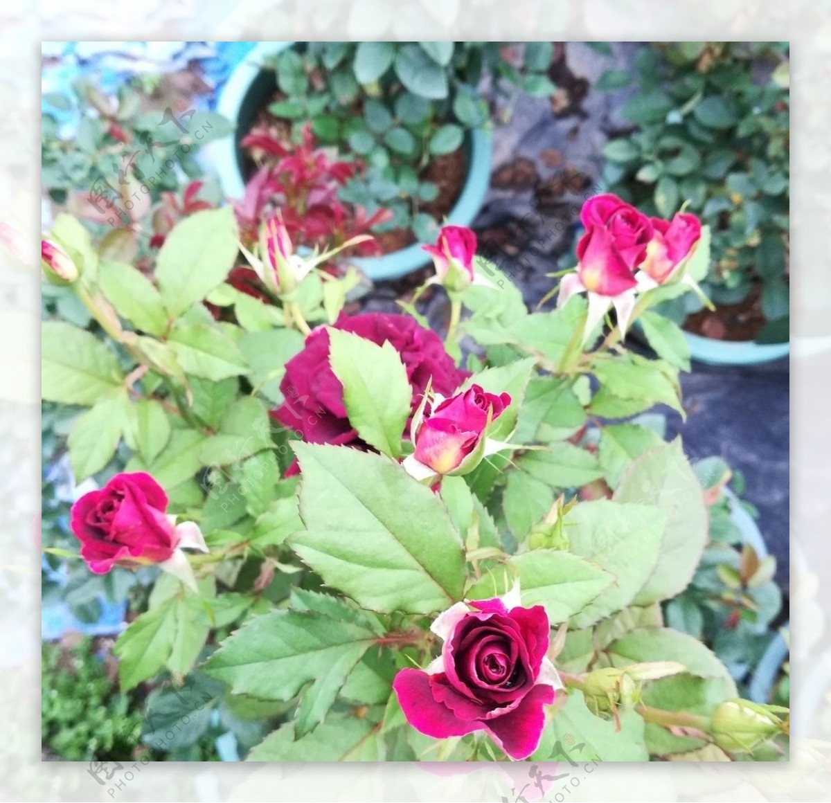 玫瑰花盆栽图片