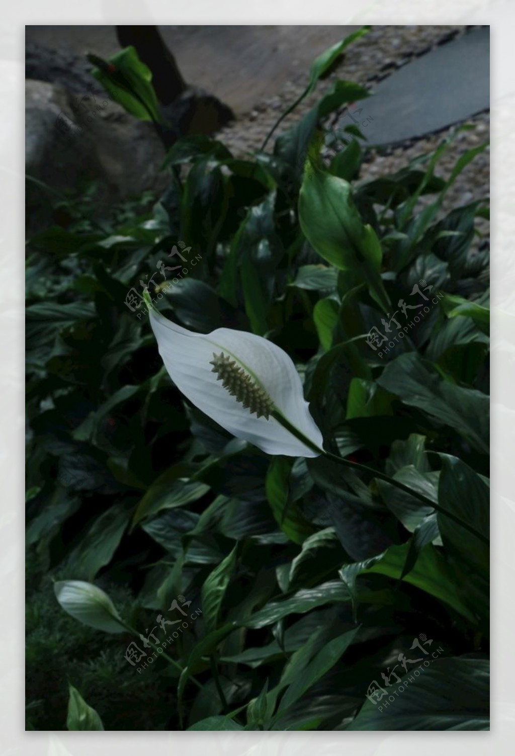 白鹤芋图片