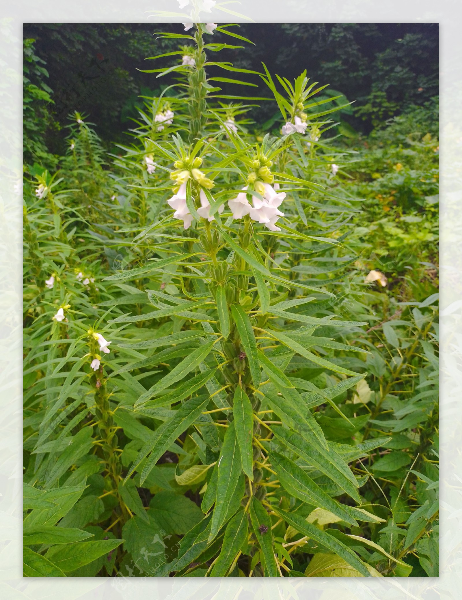 芝麻花图片