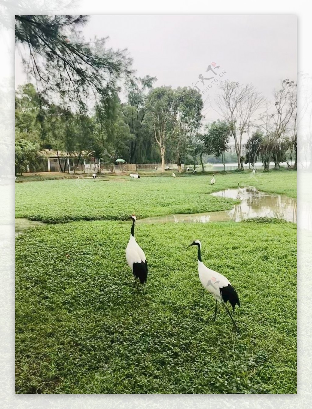 星湖湿地丹顶鹤图片