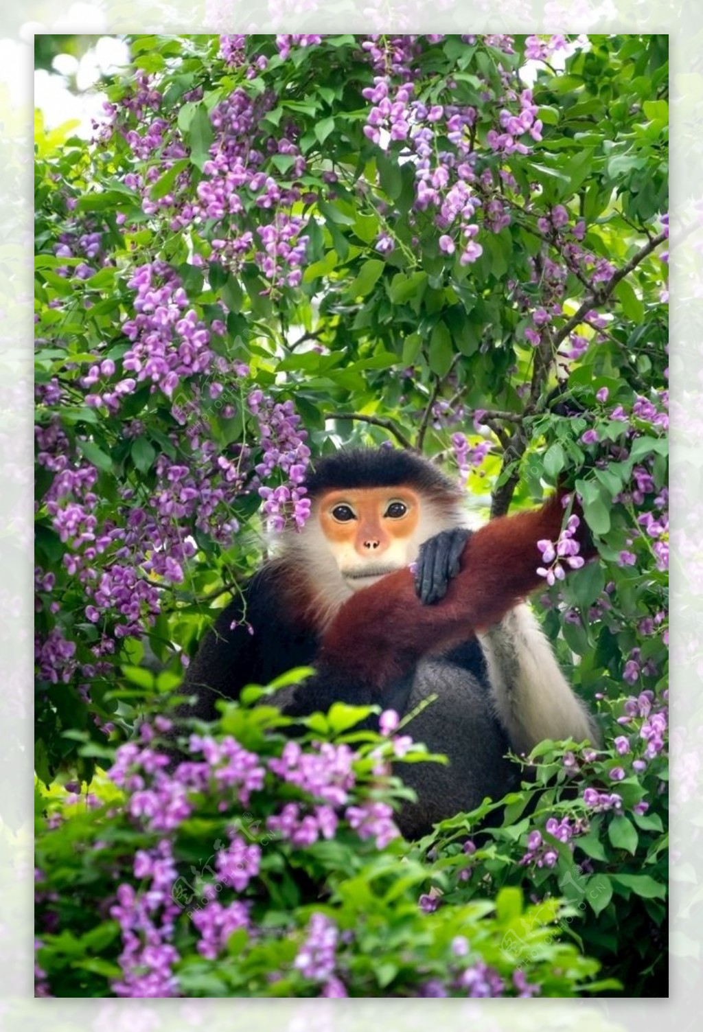 森林中猴子图片