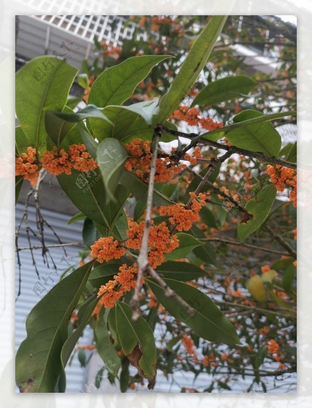 桂花金桂图片