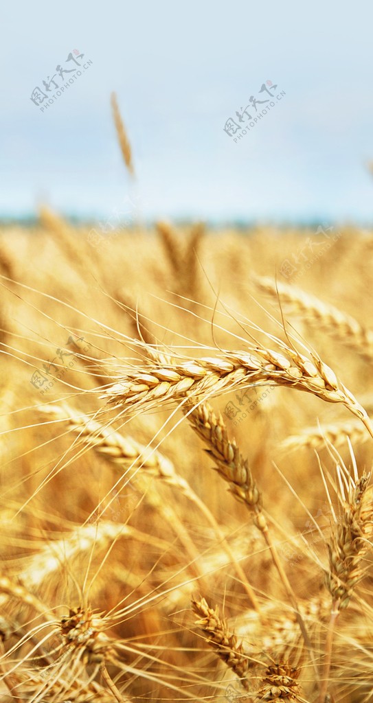 小麦背景图片