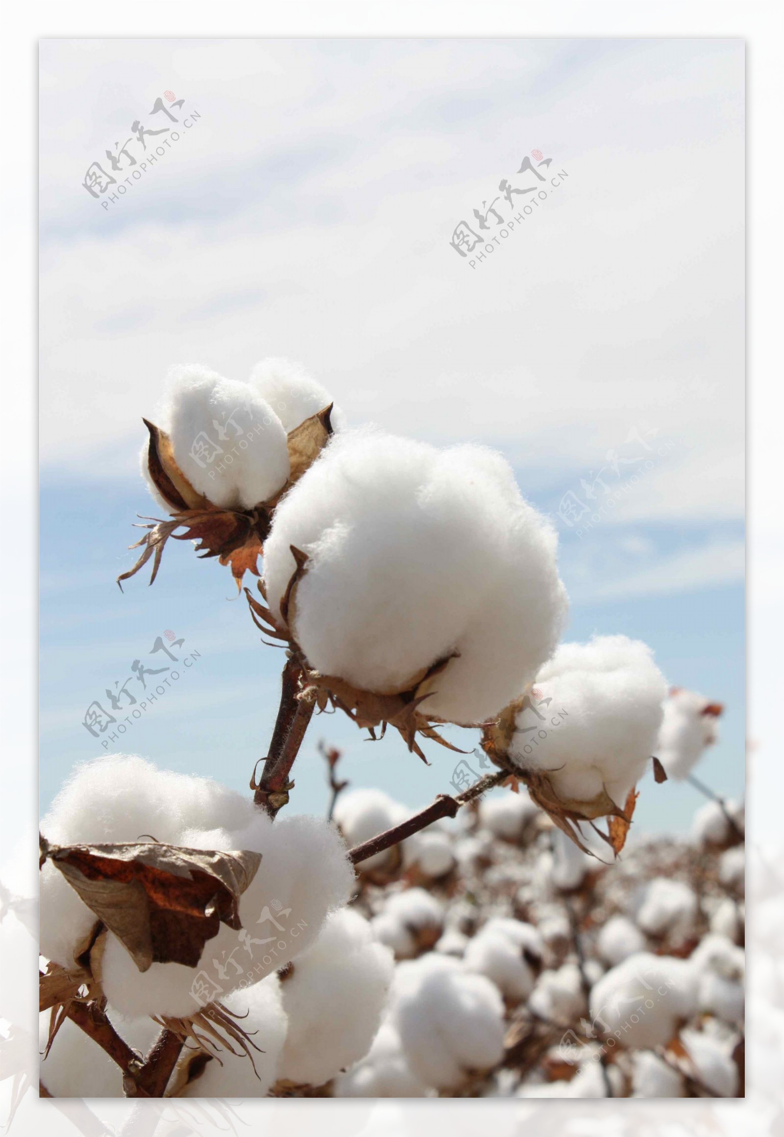 棉花之盛开图片