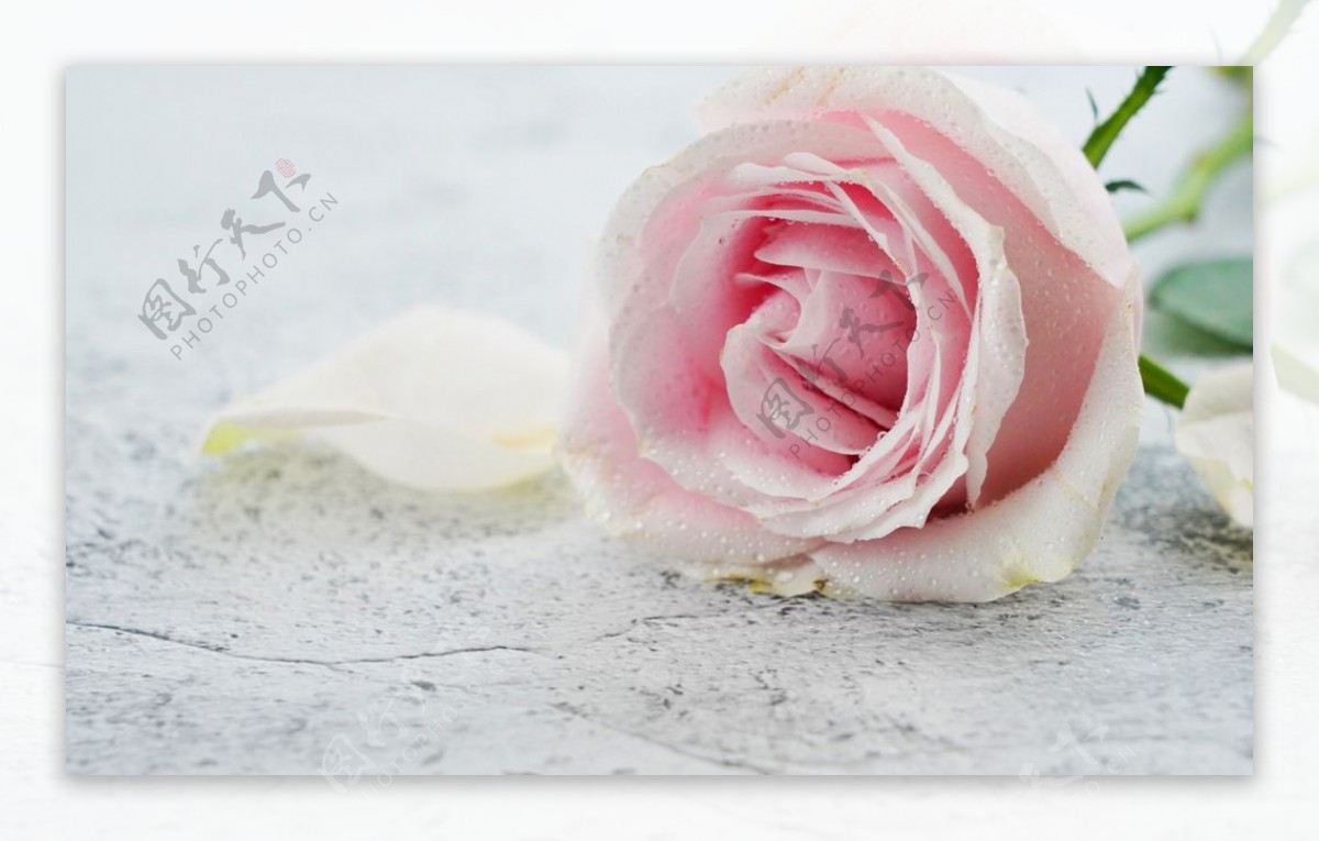 淡粉色花朵玫瑰花图片