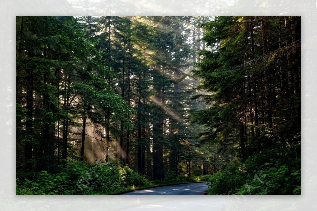 树林中的公路图片